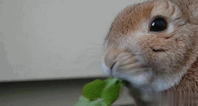 财米网 吃草长肉繁殖强，兔肉为何没成人类主要肉类？