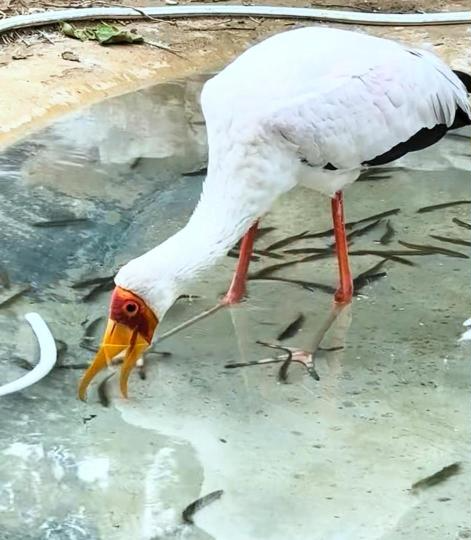 优配配件助手 郑州一动物园黄嘴鹮鹳用脚把鱼赶到嘴边也不吃，为什么会有这种奇怪行为？